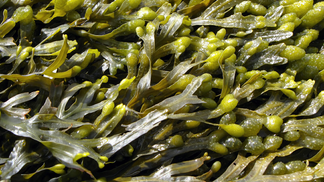 Почему водоросли назвали водорослями. Фукус и ламинария. Морской виноград. Фукусы. Mytilus on Fucus.